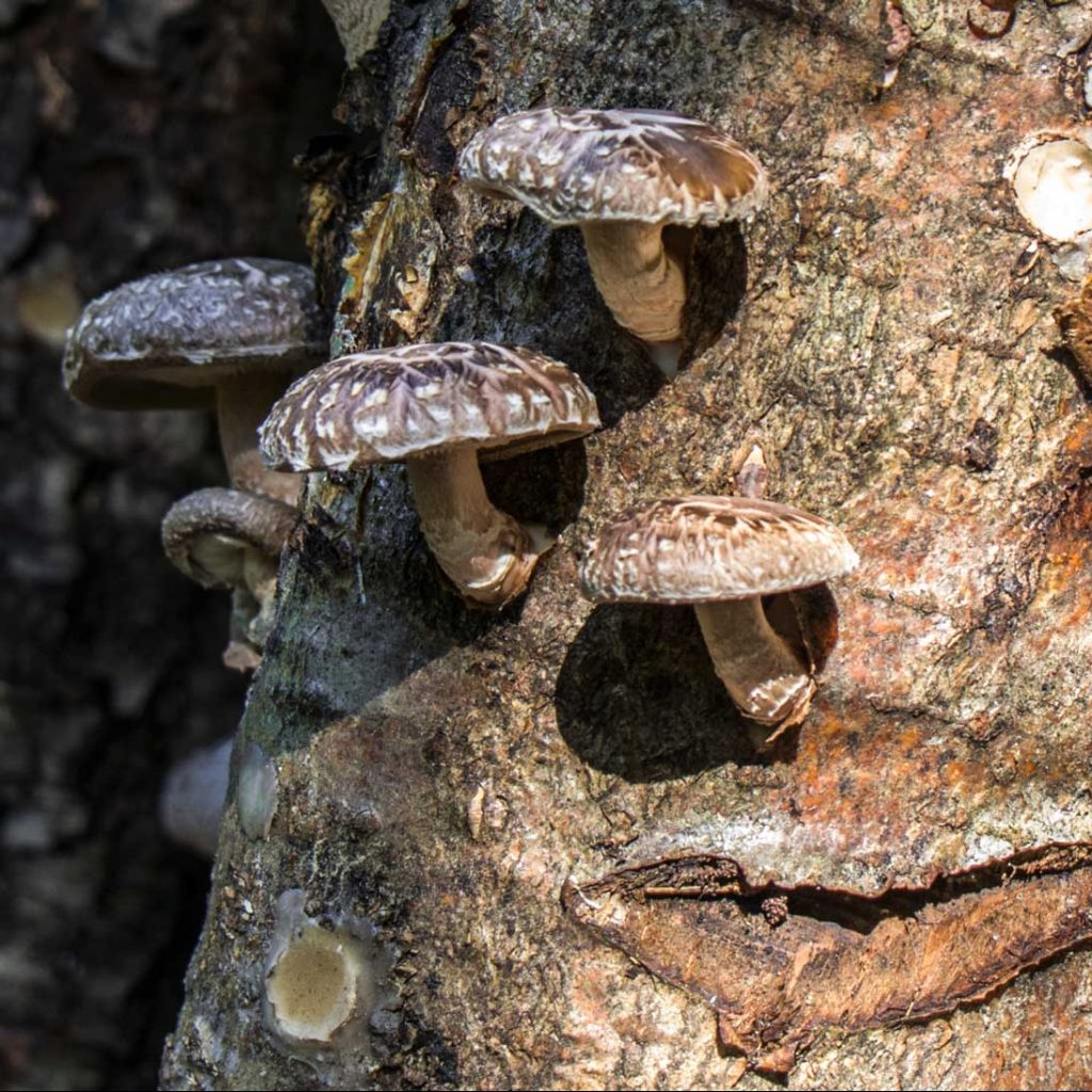Wooden Dowels - Inoculated - Irish Gourmet Mushrooms